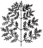 ris1